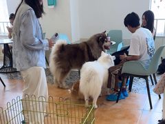 -Let's go狗咖·猫咖·奶狗·桌游(春熙路IFS店)