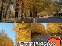 -长白岛森林公园