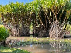 -中国科学院西双版纳热带植物园