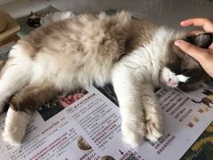 -平行世界·猫咖(首经贸店)