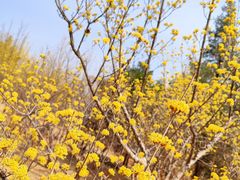 -北京西山国家森林公园