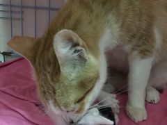 -瑞鹏宠物医院·骨科·猫科·内科(第一中心)