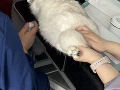 -贝康宠物医院·犬猫全科·小动物特色诊疗中心(东环路店)