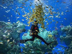 -芜湖新华联大白鲸海洋公园