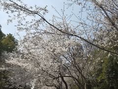 -武汉大学-樱园