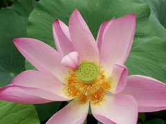 -小王府(什刹海店)