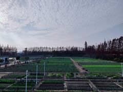 -上海长兴岛郊野公园