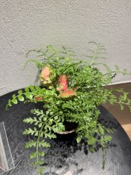 -上海薇琳医疗美容医院