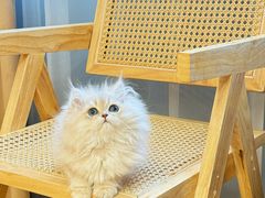 -猫十亿·布偶金渐层·曼基康矮脚猫舍(青年路店)