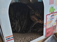 -伟伟宠物医院·瑞派猫友好医院·猫科(光谷店)