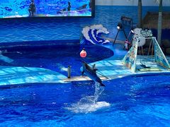 -海合安成都极地海洋公园