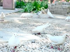 -西安大兴善寺