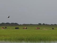 -哈拉新村