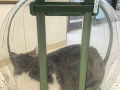 -瑞派康怡24h宠物医院·犬猫医疗中心·微创绝育(瑞景分院)