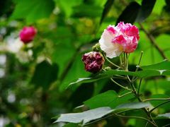 -碧云新天地二期