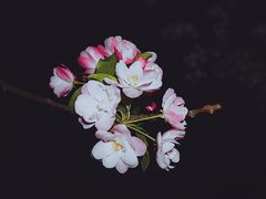 -海棠花溪(元大都城垣遗址公园)