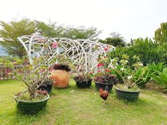 -亚龙湾国际玫瑰谷