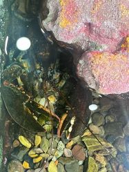 -钓虾工场·钓虾·赶海(回龙观店)