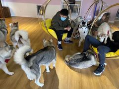 -Husky Go! 哈士奇体验馆·宠物咖啡厅狗咖