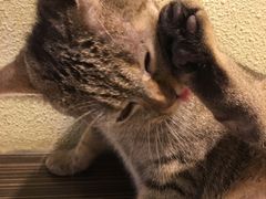 -more than meow吴止猫主题餐厅(承德 中船汇店)