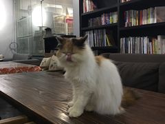 -吉丁鸟咖·异宠·寄养