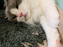 -酷豆宠物咖啡·宠物美食·撸猫馆