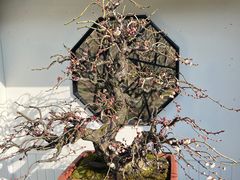 -香雪海
