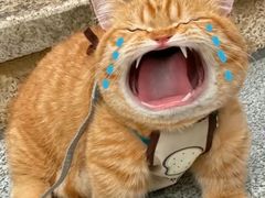 -吴山贡鹅(罍街店)