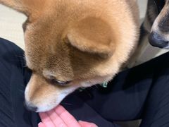 -逗柴咖啡屋·狗咖猫咖宠物桌游