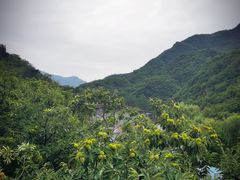 -Local泰莲庭(虹鳟鱼店)