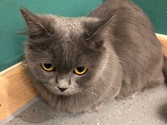 -飞行喵MR PILOT|猫舍·猫咖(静安大融城店)