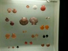 -青岛贝壳博物馆