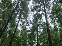 -黄海国家森林公园