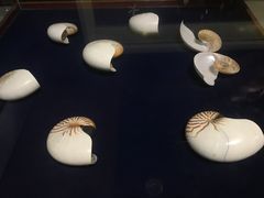 -青岛贝壳博物馆