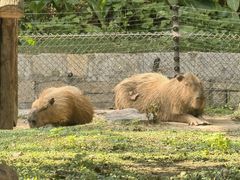 -上海野生动物园