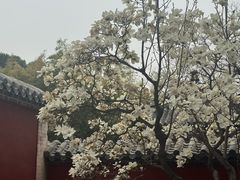 -泰山风景名胜区-普照寺