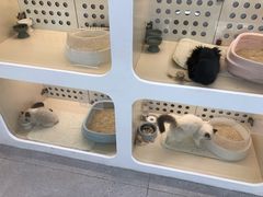 -comecome来吧宠物(奥克斯中心店)