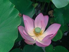 -莲花池公园