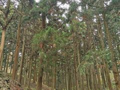 -溪口商量岗景区