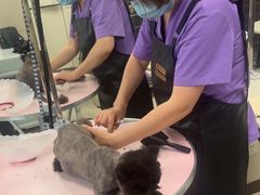-北京观赏动物医院·24小时大型综合·猫专科·异宠专科