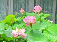 -陈家山荷花公园