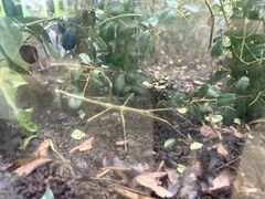 -上海昆虫博物馆