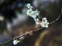-广州市流溪河国家森林公园
