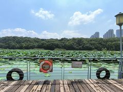 -月湖风景区