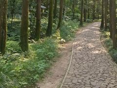 -东平国家森林公园