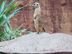 -清迈夜间动物园