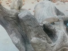 -合肥野生动物园
