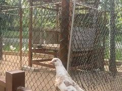 -三亚亚龙湾红树林度假酒店
