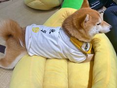 -逗柴咖啡屋·狗咖猫咖宠物桌游