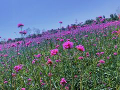 -莲花山花海